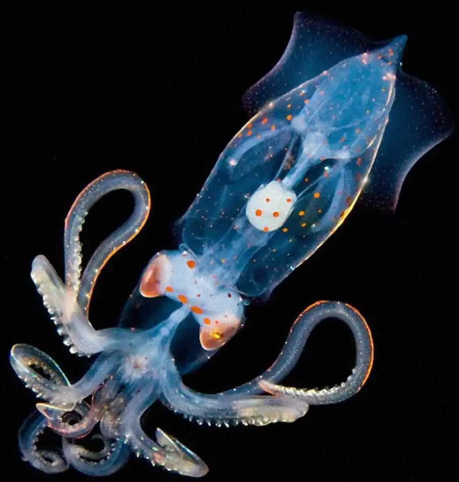 Строение гладиуса кальмара Todarodes saglttatus Строение гладиуса кальмара Todarodes saglttatus