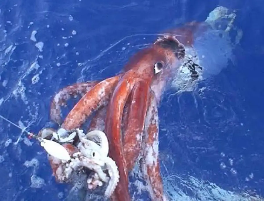 Кальмар-стрелка Филипповой Кальмар-стрелка Филипповой