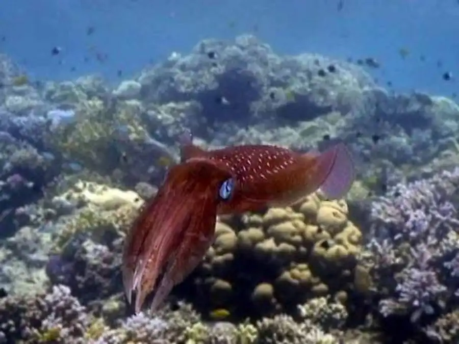 Строение гладиуса кальмара Todarodes filippovae Строение гладиуса кальмара Todarodes filippovae