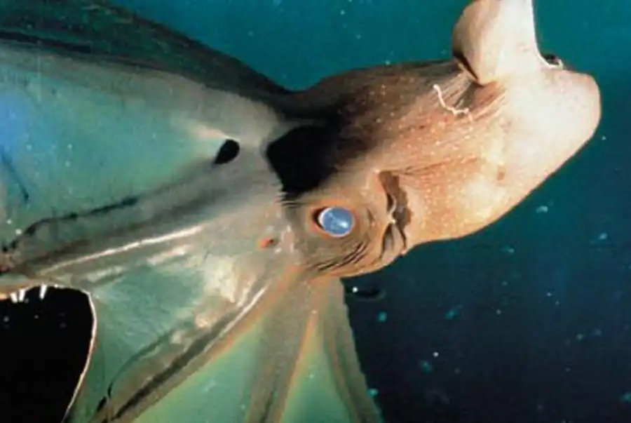 Кальмар-нототодарус гавайский Кальмар-нототодарус гавайский