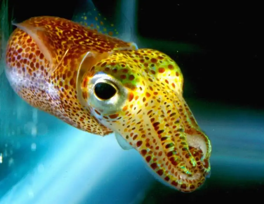 Кальмар-мартиалия Кальмар-мартиалия