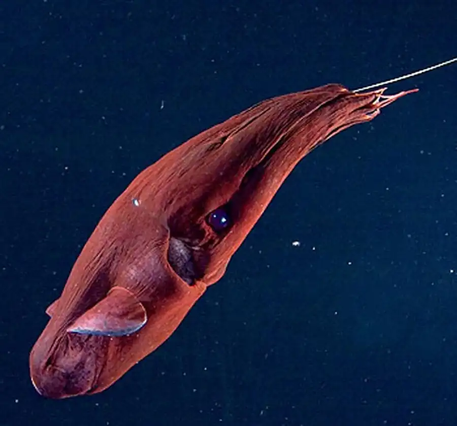 Строение гладиуса Martialia hyadesi Строение гладиуса Martialia hyadesi