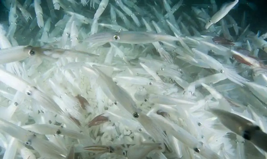 Строение кальмара Martialia hyadesi Строение кальмара Martialia hyadesi