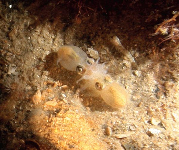 Кальмар Ornithoteuthis volatilis