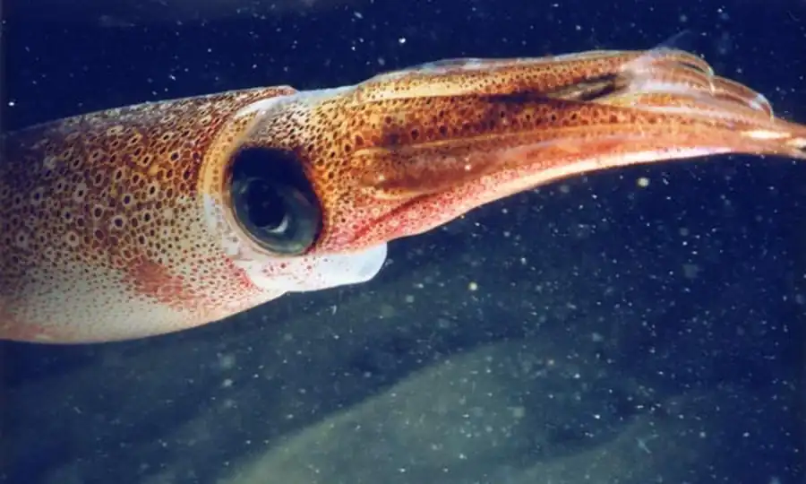 Строение конуса в отряде Teuthida Строение конуса в отряде Teuthida