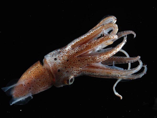 Внутреннее строение гладиуса кальмара Ornithoteuthis volatilis