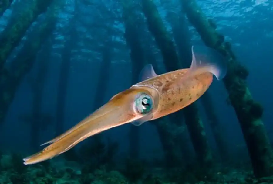 Кальмар-дозидикус Кальмар-дозидикус