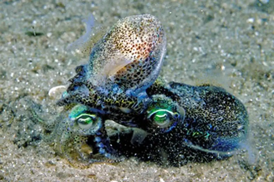 Внутреннее строение гладиуса Dosidicus gigas Внутреннее строение гладиуса Dosidicus gigas