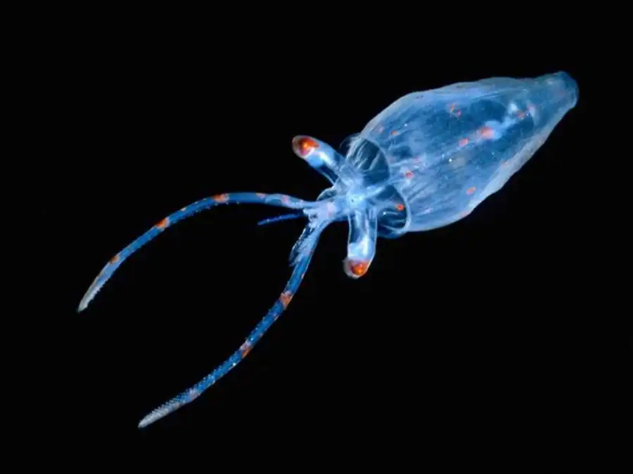 Кальмар Бартрама Кальмар Бартрама