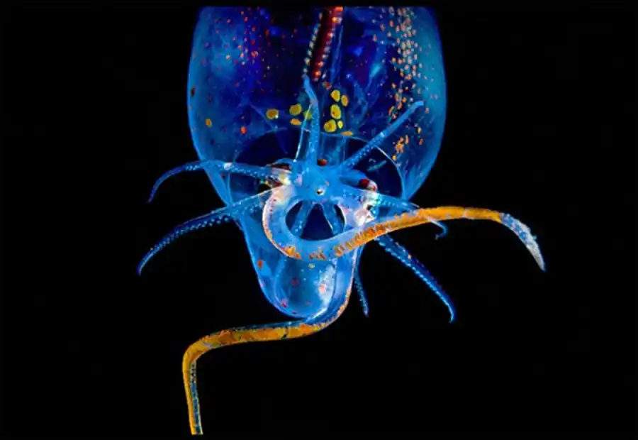 Строение гладиуса Ommastrephes bartrami Строение гладиуса Ommastrephes bartrami