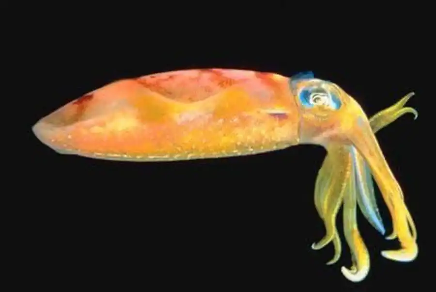 Строение Ommastrephes bartrami Строение Ommastrephes bartrami