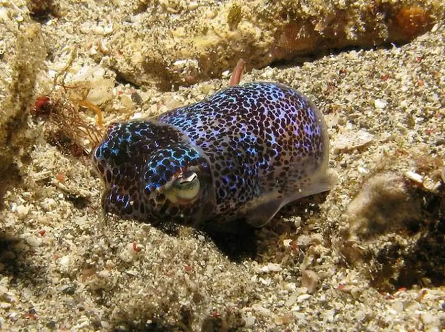 Гладиус Ommastrephes bartrami Гладиус Ommastrephes bartrami