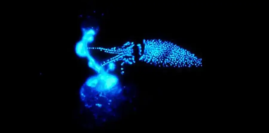 Крылорукий кальмар Крылорукий кальмар