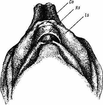 Amyda sinensis embryo Яйцевой бугорок. Вид с брюшной стороны.