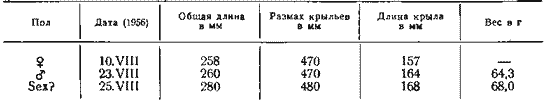 Размеры малых кукушек с о. Итуруп