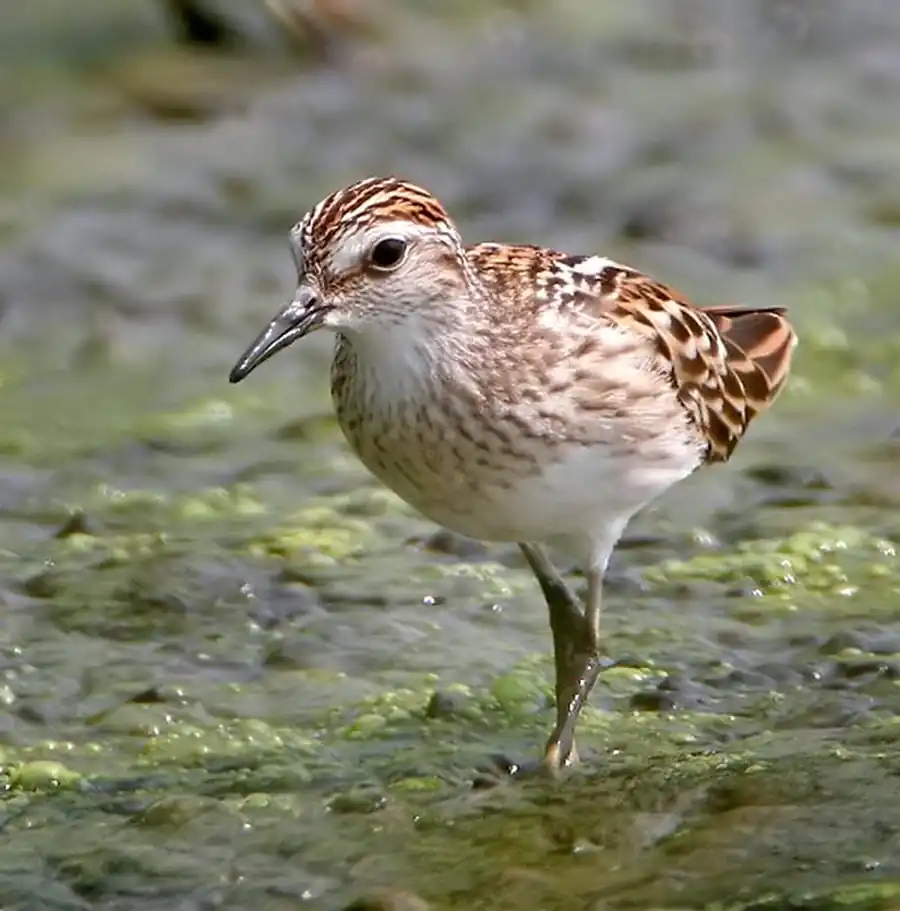 Длиннопалый песочник (Calidris subminuta Midd.)