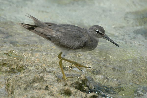 Пепельный улит (Tringa incana brevipes Vieill.)