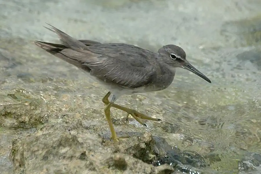 Пепельный улит (Tringa incana brevipes Vieill.)