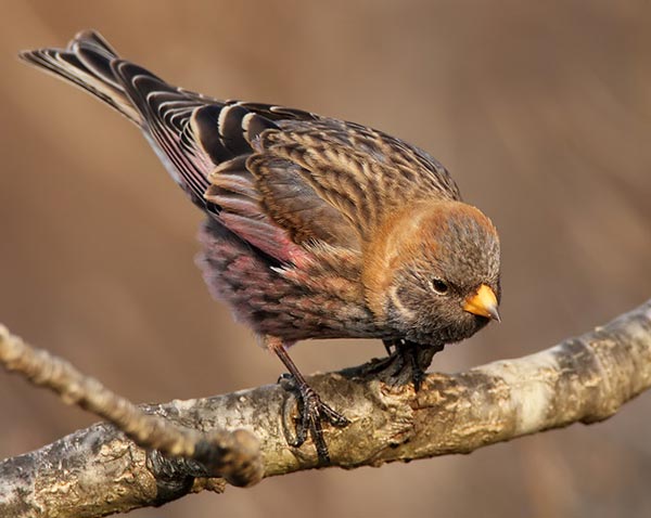 Горный вьюрок (Leucosticte arctoa pustulata Licht.)