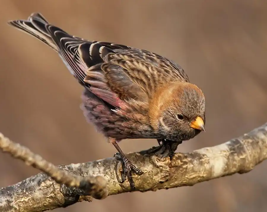 Горный вьюрок (Leucosticte arctoa pustulata Licht.)
