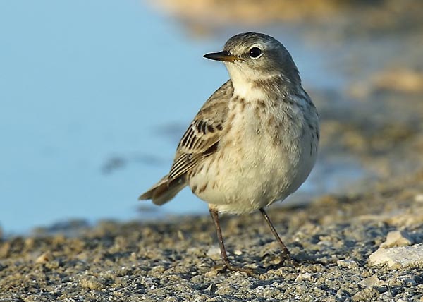 Горный конек (Anthus spinoletta japonicus Tentm.)