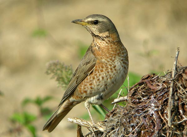 Темный дрозд (Turdus naumanni eunomus Temm.)