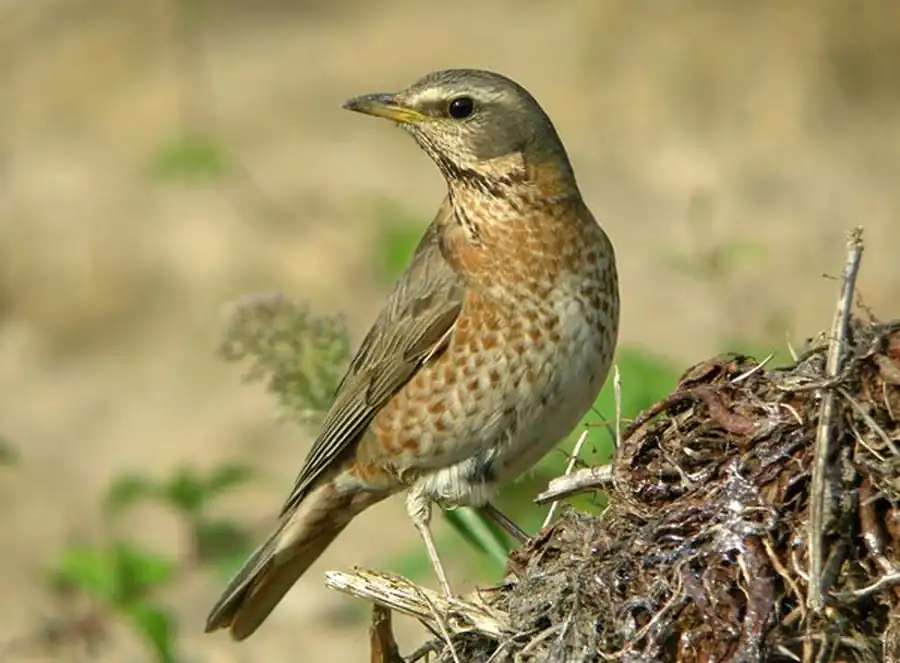 Темный дрозд (Turdus naumanni eunomus Temm.)