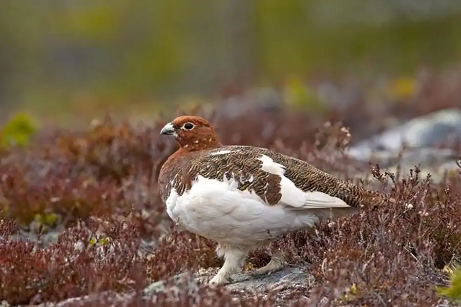 Белая куропатка (Lagopus lagopus L.)