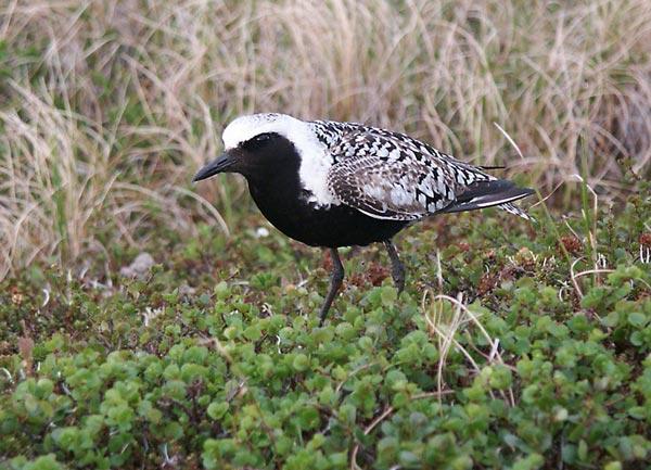 Тулес (Squatarola squatarola L.)
