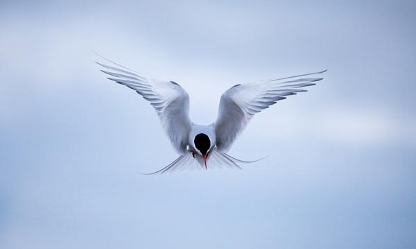Полярная крачка (Sterna paradisea Briinnich)