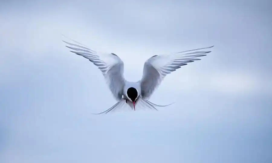 Полярная крачка (Sterna paradisea Briinnich)