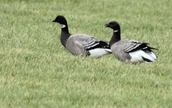 Восточносибирская черная казарка (Branta bemicla orientalis Tugarinow)
