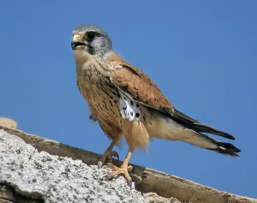 Обыкновенная пустельга (Falco tinnunculus)