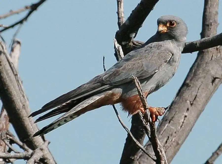 Кобчик (Falco vespertinus)