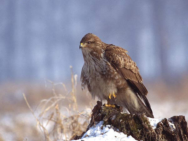 Обыкновенный канюк (Buteo buteo)