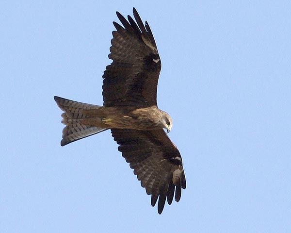 Черный коршун (Milvus korschun)