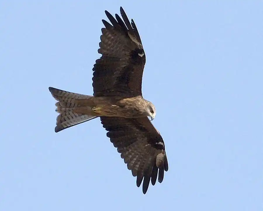 Черный коршун (Milvus korschun)