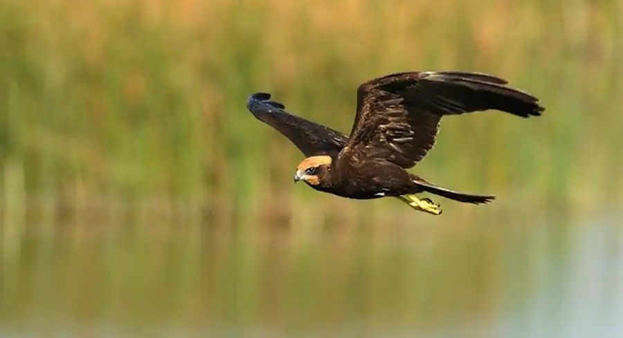 Камышовый лунь (Circus aeruginosus)