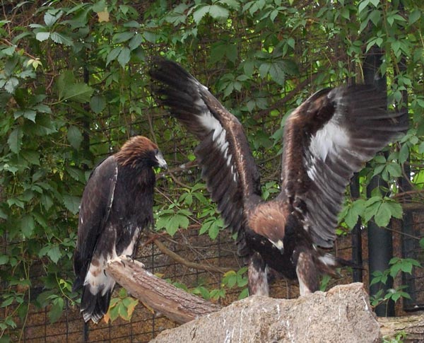 Беркут (Aquila chrysaetus L.)