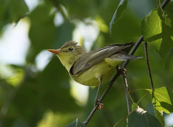 Пересмешка (Hippolais icterina Vieillot)