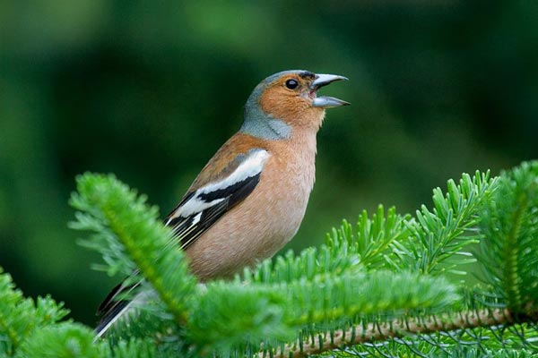 Зяблик (Fringilla coelebs coelebs L.)