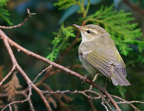 Зеленая пеночка (Phylloscopus trochiloides)