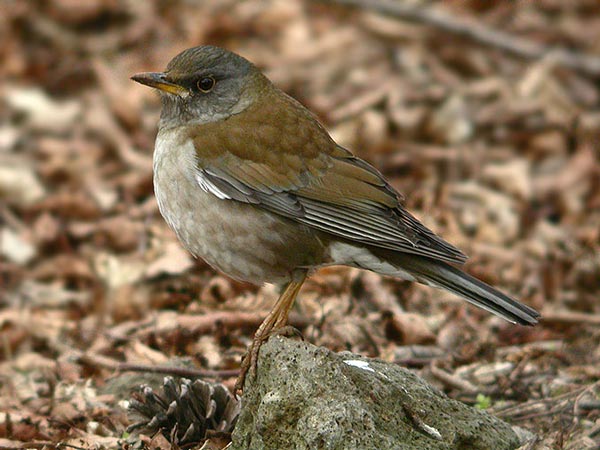 Оливковый дрозд (Turdus pallidus obscurus Gm.)