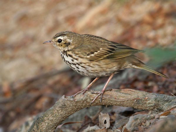 Пятнистый конёк (Anthus hodgsoni hodgsoni Richm.)