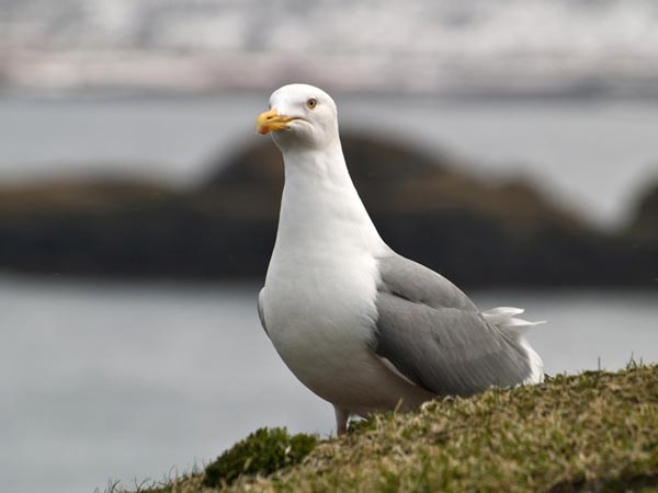 Серебристая чайка (Larus argentatus Pontoppidan)