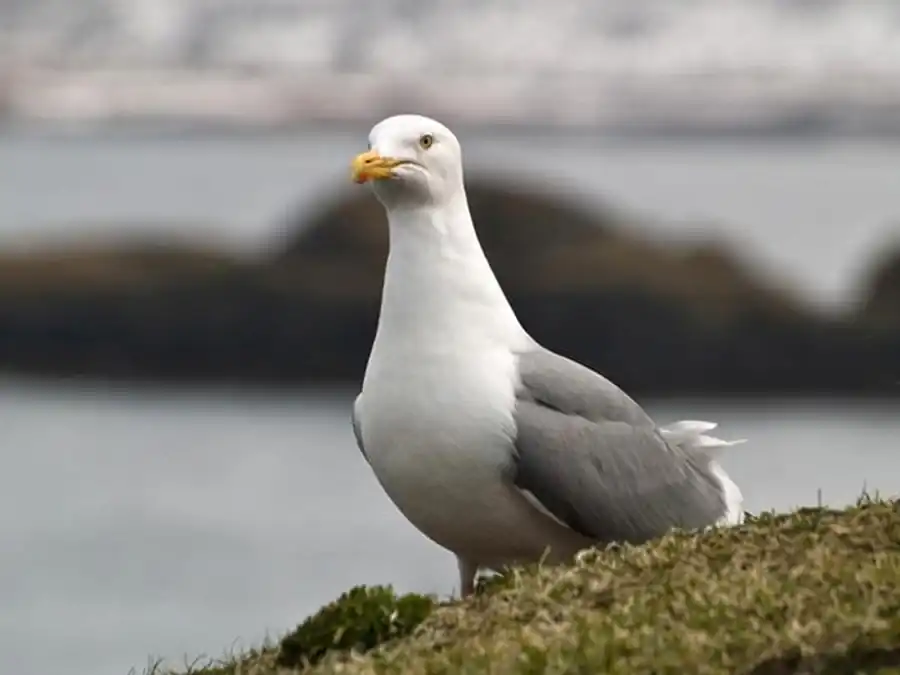Серебристая чайка (Larus argentatus Pontoppidan)