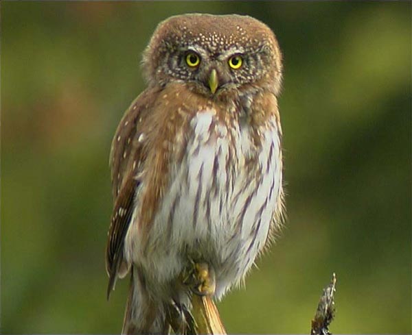 Воробьиный сычик (Glaucidium passerinum L.)