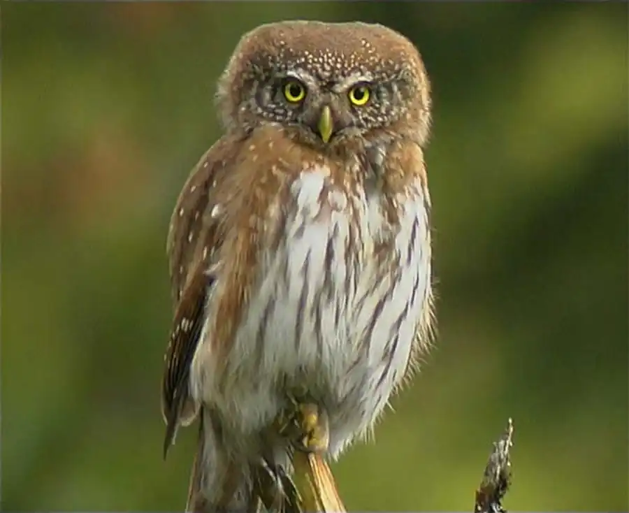 Воробьиный сычик (Glaucidium passerinum L.)