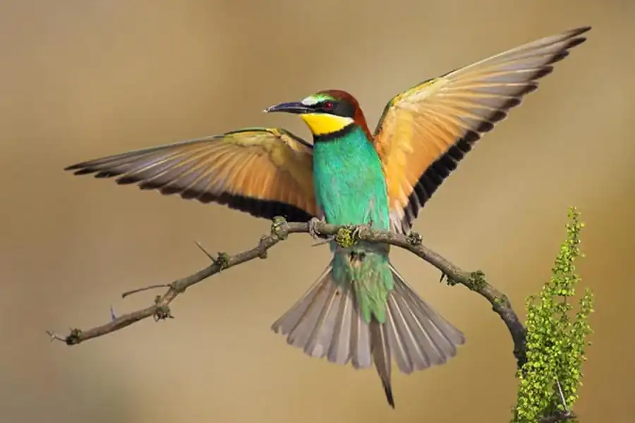 Золотистая щурка (Merops apiaster L.)