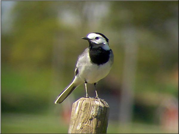 Белая трясогузка (Motacilla alba dukhunensis Sykes)